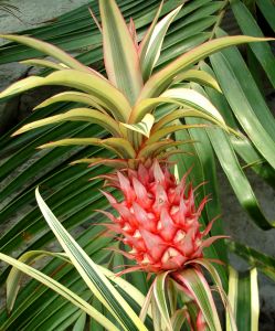 Baked Pineapple with Rum