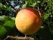 Grilled Peaches & Angel Food Cake with Red-wine Sauce