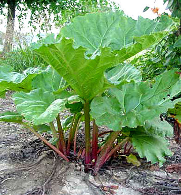 Spiced Rhubarb Tart