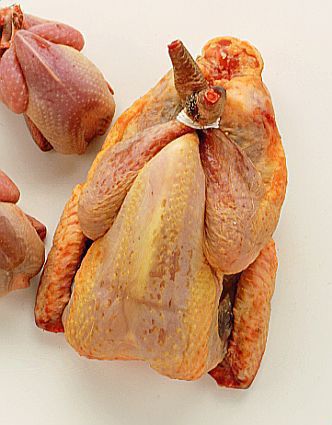 Guinea Fowl Normandé