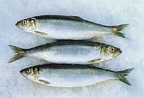 My Father's Soused Herrings