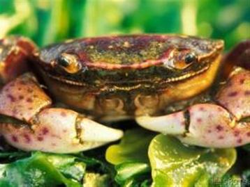Crab Pâté