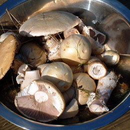 Garlic and Tomato Mushrooms