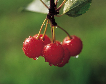Cherry Soup