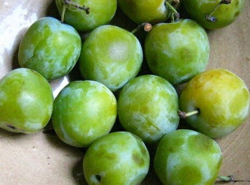 Green Gage (plum) Crumble