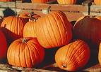 Sweet Pumpkin and Apricot Cakes (low Fat)