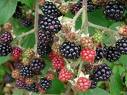 Blackberry Crumble