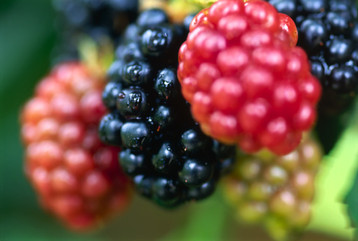 Blackberry Vodka