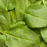 Spinach Salad