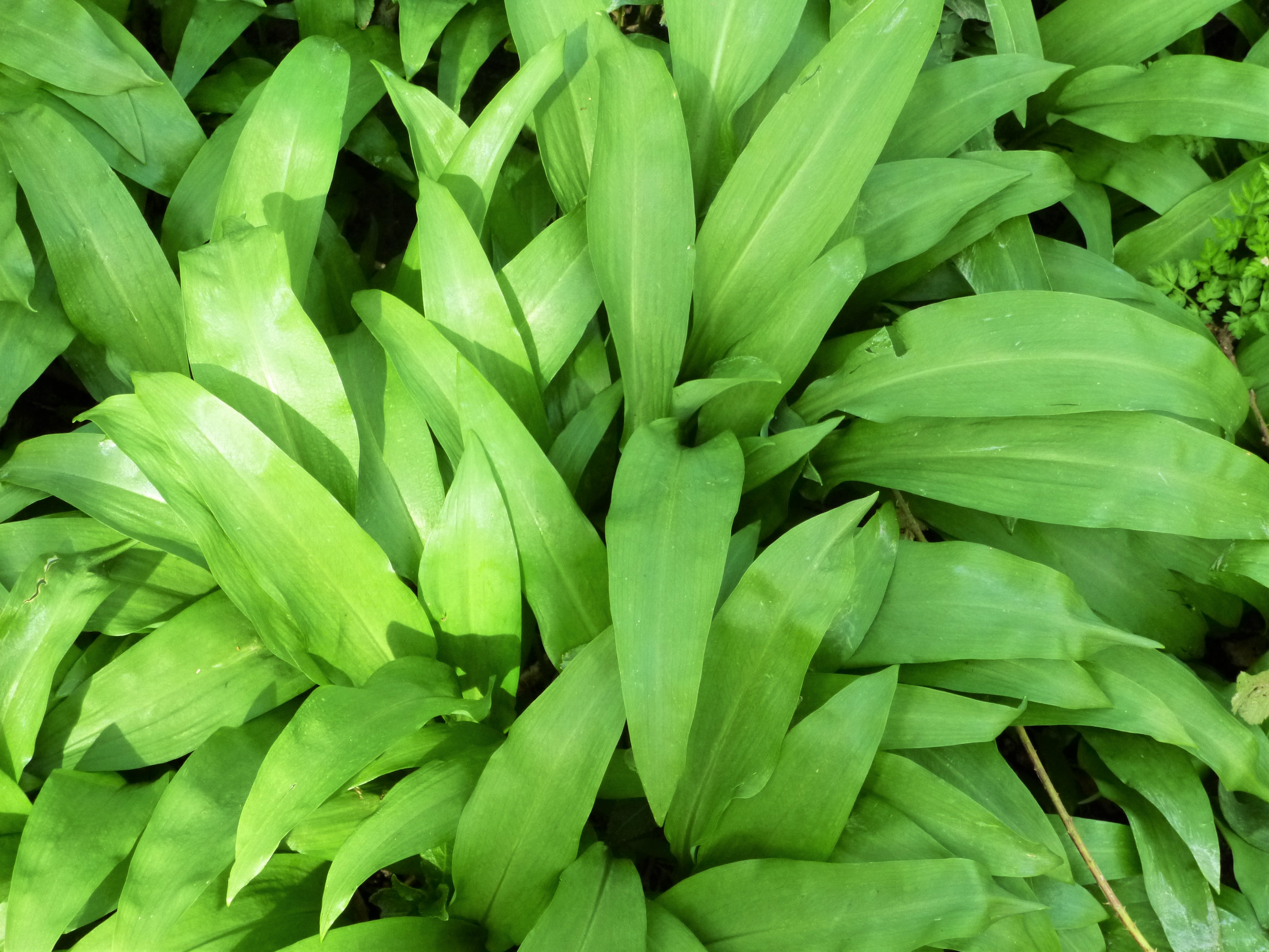 Homemade Wild Garlic and Nettle Pesto